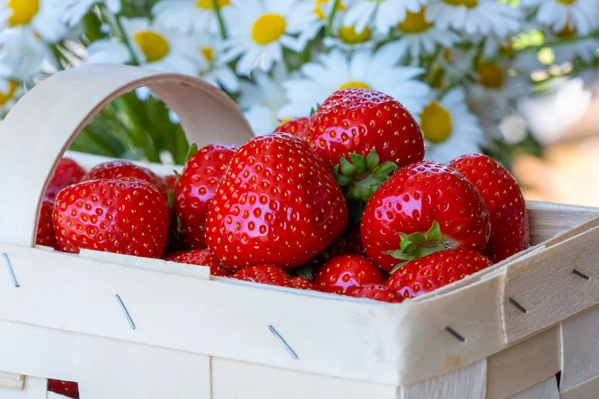 איך לבחור ואיך לשמור תותים במקרר