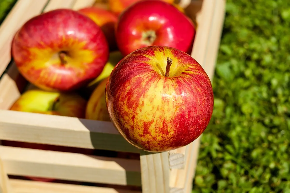 איך לשמור תפוחים טריים לאורך זמן
