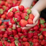 המסיבתות: פסטיבל תותים בשוק האיכרים בנמל תל אביב