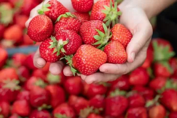 המסיבתות: פסטיבל תותים בשוק האיכרים בנמל תל אביב